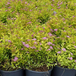 Спирея японская Голд маунд 3 года ЗКС тара 2л высота 30-80см. - Наша дача фото 3