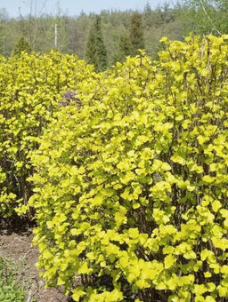 Пузыреплодник калинолистный Luteus - САДовник фото 3