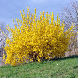 Форзиция промежуточная Lynwood (Линвуд) - Голландские луковицы фото 4