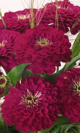 Цинния ВИШНЁВАЯ КОРОЛЕВА изящная