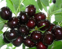 Черешня Подарок Степанову (саженец с этикеткой) 1шт