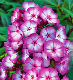 ФЛОКС Бриллиант Айз Разбор I Кол-во упак., шт 2