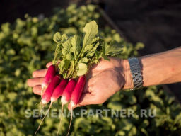 Редис Слава - Партнер фото 3