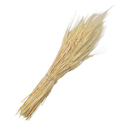 Пшеница безостая отбеленная, пучок 50г, 60 колосьев, h 60-70см