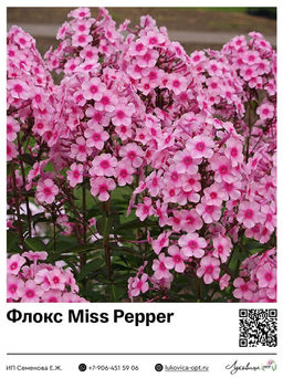 Флокс Miss Pepper (Метельчатый)