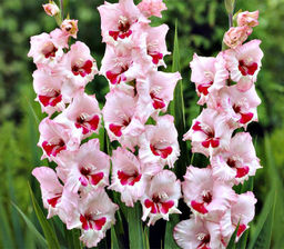 ГЛАДИОЛУС Вайн Энд Розес Разбор 10/12 Кол-во упак., шт 10