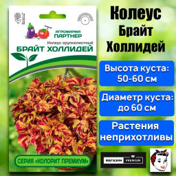 Колеус шлемниковидный крупнолистный Премиум Брайт Холлидей - Партнер фото 2