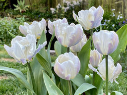 Тюльпан White Parrot (Уайт Пэррот) - Долина роз фото 4