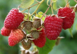 Малина Идеальная крупноплодная (коробка) 1шт