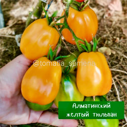 Алматинский желтый тюльпан