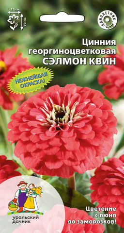 Цинния СЭЛМОН КВИН  георгиноцветковая