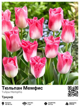 Тюльпан Memphis (Триумф) - Голландские луковицы фото 2