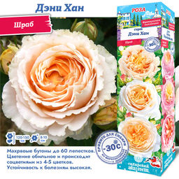 Роза Дэни Хан (Шраб) 1шт