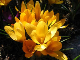 Крокус Yellow Mammouth (Еллоу Маммос) 5 шт - Долина роз фото 2