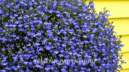 Лобелия каскадная Ривьера Марине Блю - Партнер фото 3