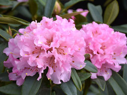 Рододендрон Cheer (Чир)