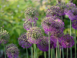Allium Beau Regard (Лук декоративный Беау Регард) - Долина роз фото 2
