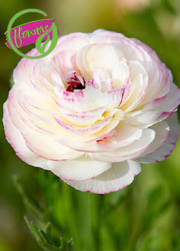 Лютик Picotee Pink (Пикоти Пинк)