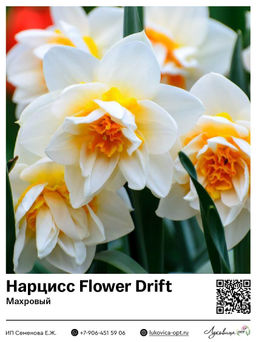 Нарцисс Flower Drift (Махровый)