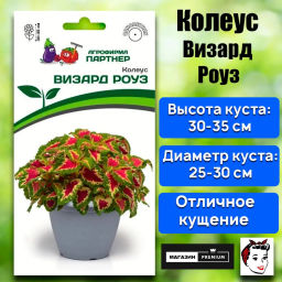 Колеус шлемниковидный Визард Роуз - Партнер фото 2