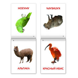Книги набор Карточки Домана. Животные материков, 6 шт. по 20 стр. - Буква-Ленд фото 6