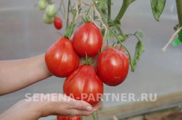 Томат Кахури - Партнер фото 6