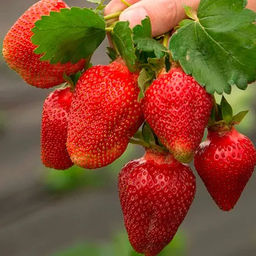 Клубника Азия А 10шт/пучок