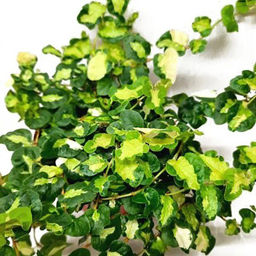 Фикус пумила Вишес триколор, горшок 0,3 л