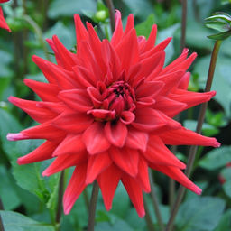 Георгина Ред Пигми бордюрная - Долина роз фото 4