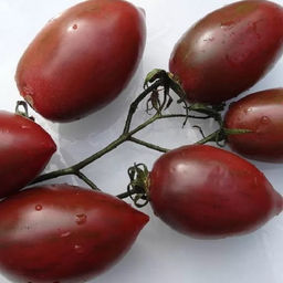 7084T Томат Фиолетовая фея 10шт