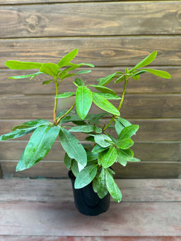 Рододендрон Von Oheimb Woislowitz (Фон Охайм-Войсловиц) - Долина роз фото 5