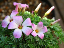 Оксалис железистолистный - Долина роз фото 7