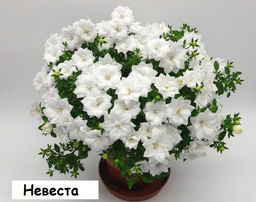 скрыт Кампанула махровая (Невеста/Биколор любовник) 1 шт. микс - 1000корней фото 2