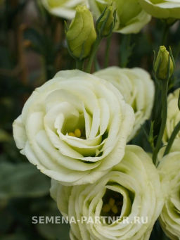 Эустома срезочная махровая лаймовая Принцесса Оливия - Партнер фото 4