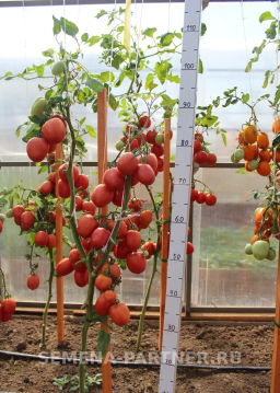 Томат Синдбад - Партнер фото 8