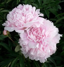 ПИОН Альберт Круз Разбор 2/3 n Кол-во упак., шт 1