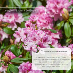 Рододендрон Cheer (Чир) - Долина роз фото 5