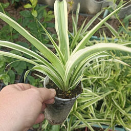 Хлорофитум вариегата - Долина роз фото 6