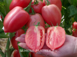 Томат Сулейман - Партнер фото 6