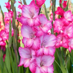 Гладиолус Кантате 5 шт - Долина роз фото 3