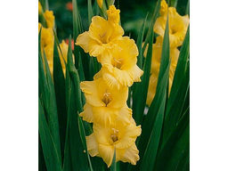 Гладиолус Jacksonville Gold (Джексонвилл Голд) 5 шт - Долина роз фото 2