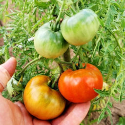 Помидоры Верблюжёнок Трудяга - Camel Hardworker Tomato - Дом помидоров фото 2