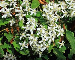 Клематис жгучий