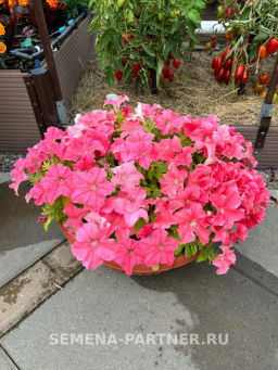 Петуния Кашарель Салмон Перфекшн крупноцветковая компактная - Партнер фото 4