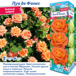 Роза Луи де Финес (Чайно-гибридная) 1шт