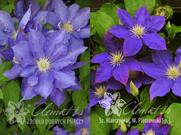 Клематис H.F. Young (Х.Ф.Янг) Юнг