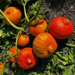 Тыква КОНФЕТКА (КАРАМЕЛЬКА)  Самая сладкая! Идеальна для диетического и детского питания! Аромат с ванильными нотками!