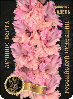 Гладиолус Адель (И-12-48-А) 371,Фотин 1 р-р 7шт (Ф)