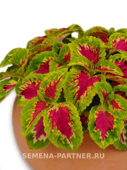 Колеус шлемниковидный Визард Роуз - Партнер фото 5