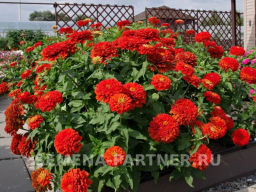 Цинния георгиновидная Сочные тропики Сангрия - Партнер фото 7